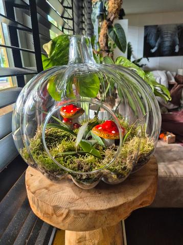 Halloween/ herfst terrarium glaswerk met hoya beschikbaar voor biedingen