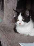 Kruising main coon, Dieren en Toebehoren, Katten en Kittens | Raskatten | Langhaar, Kater, Ontwormd, 0 tot 2 jaar