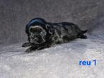 4 mooie shih tzu pups, Overige rassen, 8 tot 15 weken, Meerdere, Meerdere dieren