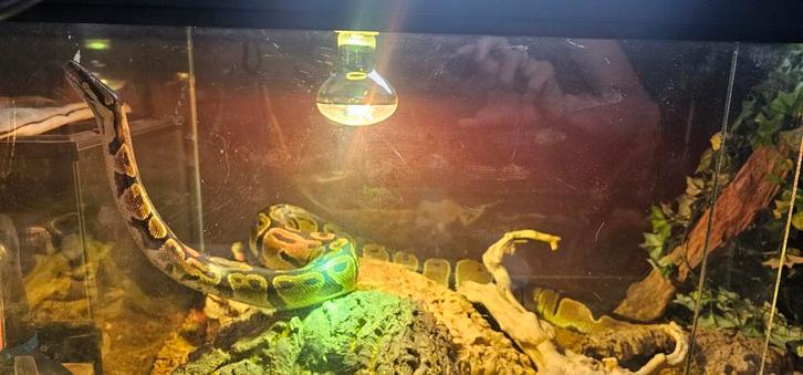 Volwassen vrouw konings python met terrarium 100x60x60 Ball Python - female for sale from Pinguïn