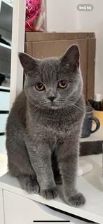 Britse korthaar poes te koop breda, Poes