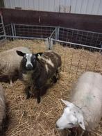 Bonte ram te koop in Maartensdijk Utrecht, Mannelijk, Schaap