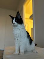 Main Coon katers 6 maand lees advertentie, Kater
