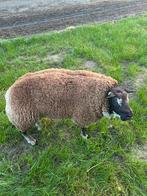 Zwoegervrije dassenkop  dekram, Dieren en Toebehoren, Mannelijk, Schaap