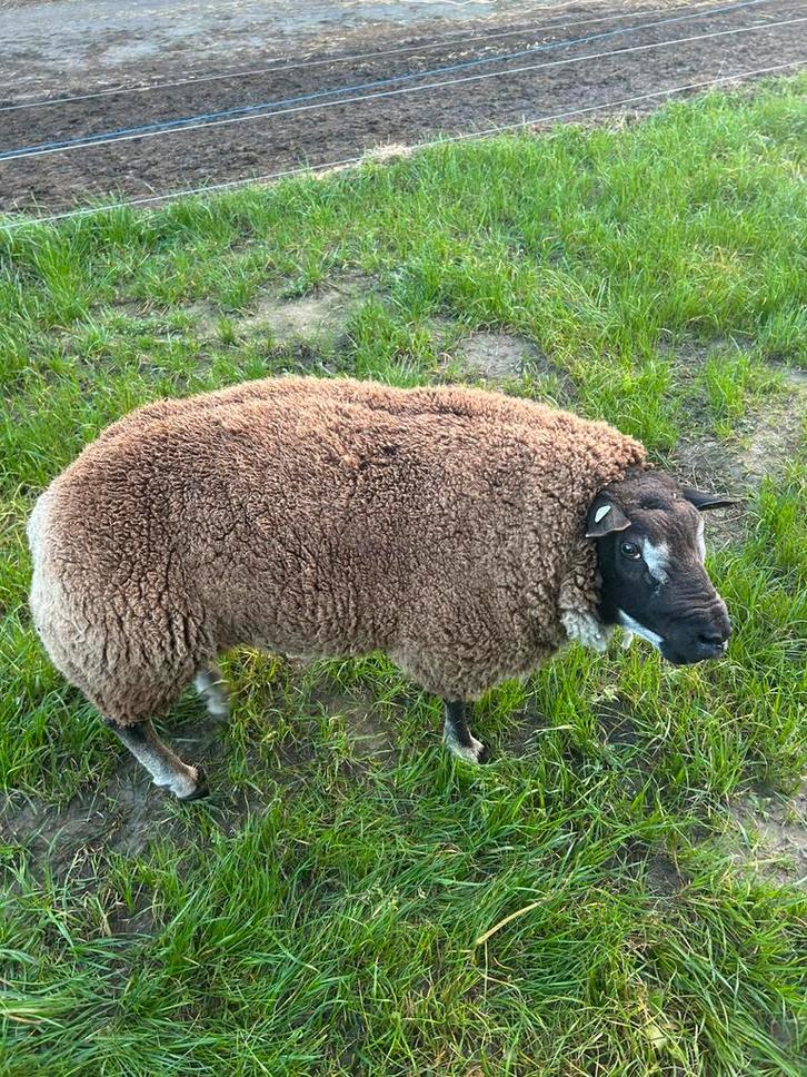 Zwoegervrije dassenkop  dekram, Dieren en Toebehoren, Schapen, Geiten en Varkens, Schaap, Mannelijk