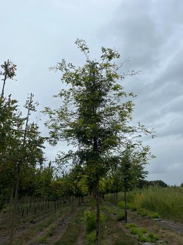 Te koop Gleditsia triacanthos Sunburst beschikbaar voor biedingen
