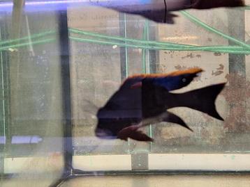 Otopharynx black orange dorsal beschikbaar voor biedingen