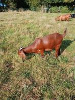 2 Prachtige red kalahary boergeiten te koop, Dieren en Toebehoren, Schapen, Geiten en Varkens, Vrouwelijk, Geit, 0 tot 2 jaar