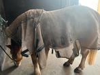 Rambo protector vliegendeken maat 175, Dieren en Toebehoren, Paarden en Pony's | Dekens en Dekjes, Ophalen, Gebruikt