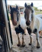 2 tinker pony merries superlief!, Dieren en Toebehoren, Pony's, Merrie, Onbeleerd, C pony (1.27m tot 1.37m), Gechipt