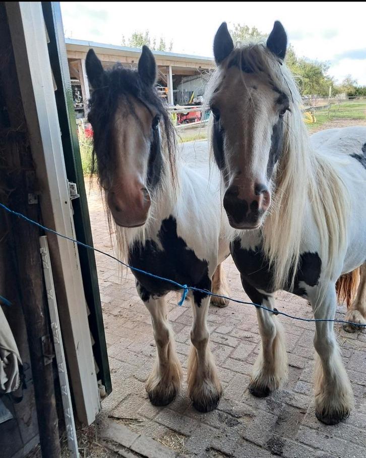 2 tinker pony merries superlief!, Dieren en Toebehoren, Pony's, Merrie, Onbeleerd, C pony (1.27m tot 1.37m), Gechipt, Ontwormd