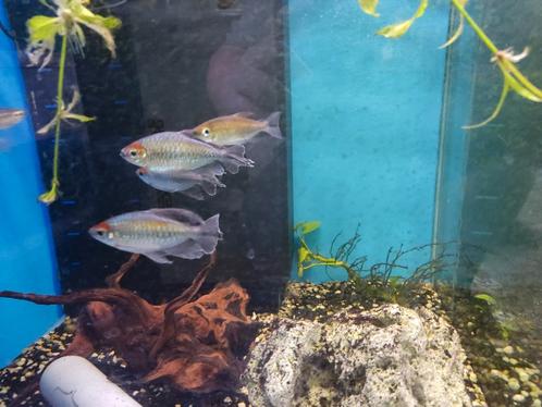 Kongozalm, Dieren en Toebehoren, Vissen | Aquariumvissen, Zoetwatervis, Vis