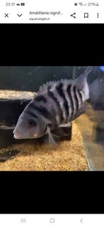 Gratis zebra cyclide's, Dieren en Toebehoren, Vissen | Aquariumvissen, Vis