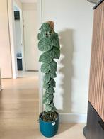 Monstera Dubia, Huis en Inrichting, Kamerplanten, Ophalen, Halfschaduw, Minder dan 100 cm