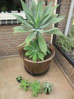 Agave atenuata, Volle zon, Vaste plant, Bloeit niet, Ophalen
