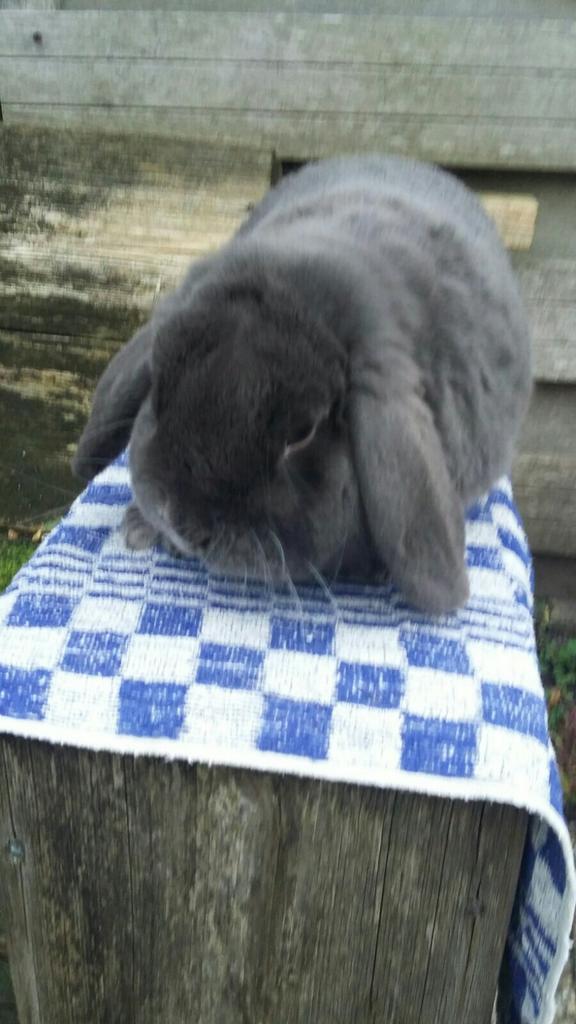 Mooie en lieve NHD ram in de kleur blauw, Dieren en Toebehoren, Konijnen, Dwerg, Mannelijk, 3 tot 5 jaar, Hangoor