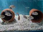 Cryptoheros Sajica Cichliden bij Sjaka's Fish Heaven, Vis, Zoetwatervis