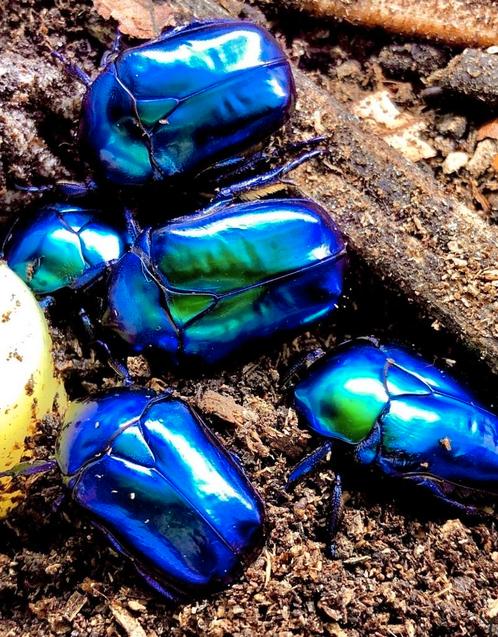 Laatste 10 Larven Protaetia Speciosa Cyanochlora, Dieren en Toebehoren, Insecten en Spinnen
