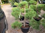 Pinus sylvestris vormsnoei bonsai, Ophalen, Overige soorten, Volle zon