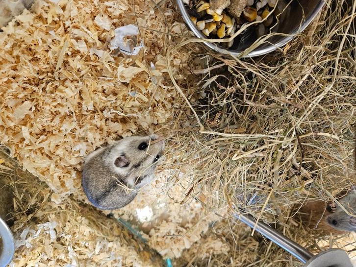 Cricetulus griseus Chinese Dwerg Hamster, Dieren en Toebehoren, Knaagdieren, Meerdere dieren, Hamster, December