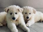 Zwitserse Witte Herder pups, Dieren en Toebehoren, Honden | Herdershonden en Veedrijvers, België, Particulier, Rabiës (hondsdolheid)