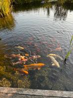 Goudvissen en windes, Dieren en Toebehoren, Vissen | Vijvervissen, Goudvis(sen)