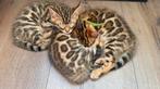 Prachtige lieve sociale bengaal kittens, Meerdere dieren, Gechipt, 0 tot 2 jaar