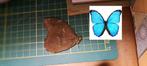 Morpho Menelaus vlinder ongeprepareerd A1 kwaliteit, Verzenden, Nieuw, Insect, Opgezet dier
