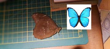 Morpho Menelaus vlinder ongeprepareerd A1 kwaliteit beschikbaar voor biedingen
