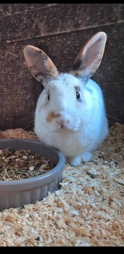 Te koop aangeboden, Dieren en Toebehoren, Konijnen, Klein, Mannelijk, 0 tot 2 jaar