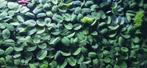 Salvinia Natans (drijfpant), Ophalen, Nieuw, Plant(en), Steen of Hout