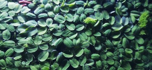 Salvinia Natans (drijfpant), Dieren en Toebehoren, Vissen | Aquaria en Toebehoren, Nieuw, Plant(en), Steen of Hout, Ophalen