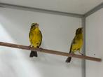 Sharpii dikbekcini - serinus sulphuratus sharpii, Dieren en Toebehoren, Meerdere dieren, Tropenvogel, Geringd