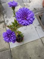 Herfstaster - Prachtige tuinplant voor de herfst, Tuin en Terras, Planten | Tuinplanten, Volle zon, Vaste plant, Herfst, Ophalen