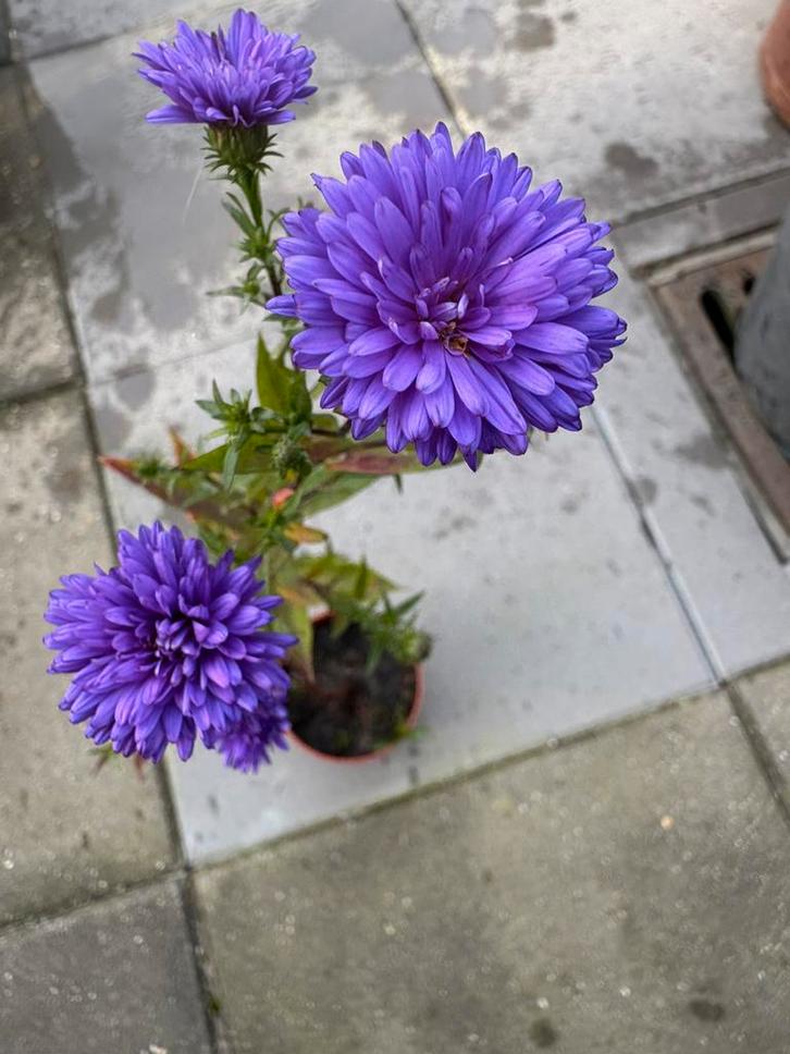 Herfstaster - Prachtige tuinplant voor de herfst, Tuin en Terras, Planten | Tuinplanten, Vaste plant, Overige soorten, Volle zon