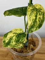 Scindapsus Jade Satin Variegata #2, Ophalen of Verzenden, Halfschaduw, Minder dan 100 cm