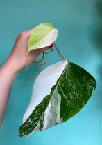 Topkwaliteit, superwitte Monstera Albo Variegata Half Moon, Ophalen, Overige soorten, Minder dan 100 cm