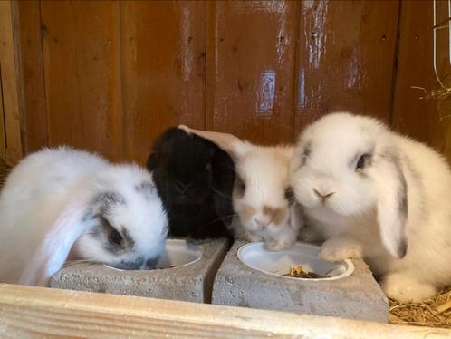 Lieve minilop konijntjes mogen naar een ander huisje, Dieren en Toebehoren, Konijnen, Dwerg, Meerdere dieren