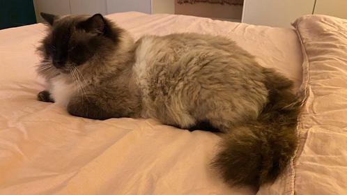 Seal Point Ragdoll dekkater met STAMBOOM (niet te koop), Dieren en Toebehoren, Katten en Kittens | Dekkaters