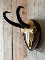 Mooi Gemsbok schedel op houten schild., Ophalen of Verzenden, Zo goed als nieuw, Wild dier, Schedel