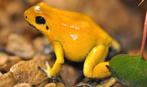Phyllobates terribilis 'Geel', Amfibie