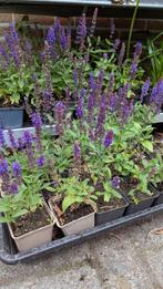 Salvia nemorosa in bloei in p9 potjes., Volle zon, Vaste plant, Zomer, Ophalen