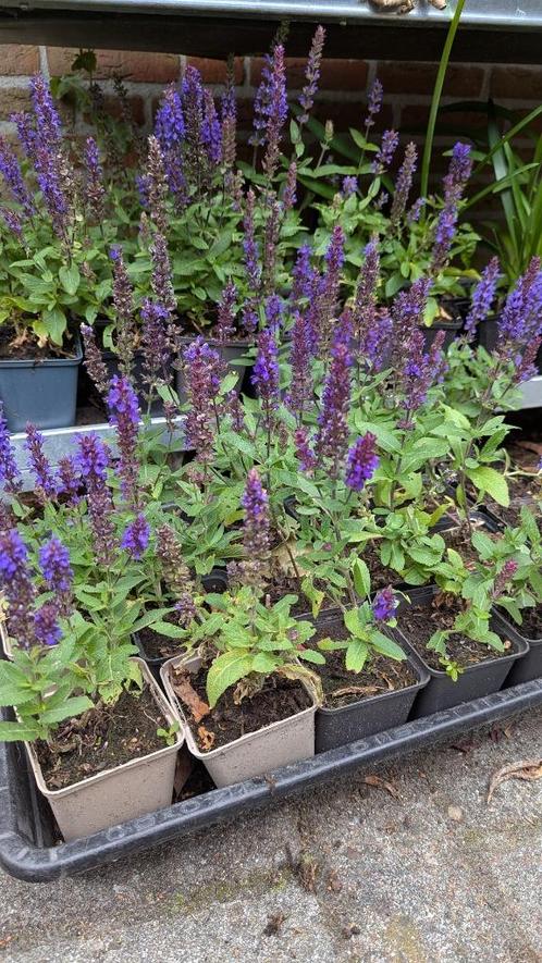 Salvia nemorosa in bloei in p9 potjes., Tuin en Terras, Planten | Tuinplanten, Vaste plant, Overige soorten, Volle zon, Zomer