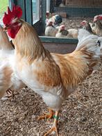Legkip haan Lohmann of ruilen tegen hybride rode haan, Dieren en Toebehoren, Meerdere dieren, Kip
