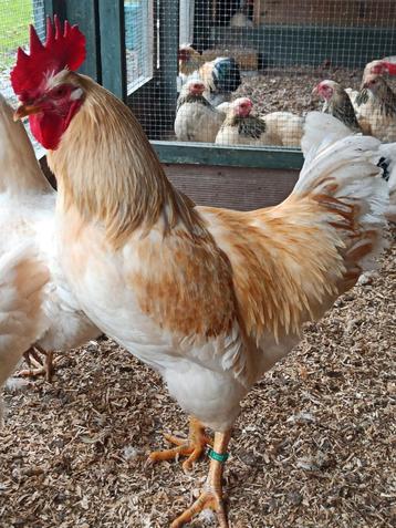  Legkip haan Lohmann of ruilen tegen hybride rode haan beschikbaar voor biedingen