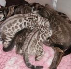 Snow Bengaal kittens ,ouders getest met Stamboom, Meerdere dieren, 0 tot 2 jaar