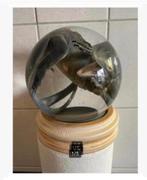 Korting Opgezette Varaan in XL glazen bol, sterk water,, Verzamelen, Ophalen, Nieuw, Overige soorten, Opgezet dier