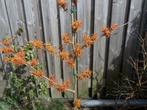 Toverhazelaar Arnhem, Winter, Halfschaduw, Overige soorten, 100 tot 250 cm