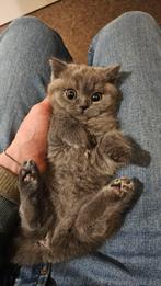 Zilverkleurig Brits Korthaar Kittensmeisje, Dieren en Toebehoren, Poes