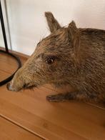 Everzwijn taxidermie opgezet, Ophalen of Verzenden, Opgezet dier